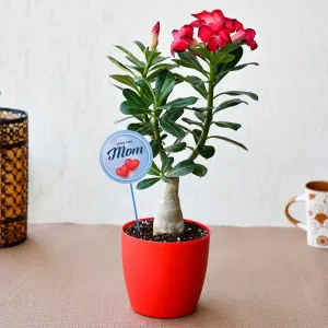 Attractive Adenium Bonsai for Amazing Mother