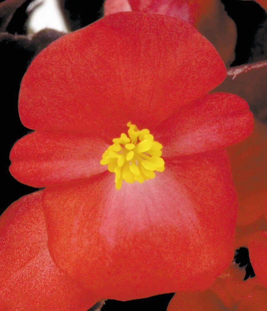 Begonia Semperflorens Nightlife Red Flower Seeds