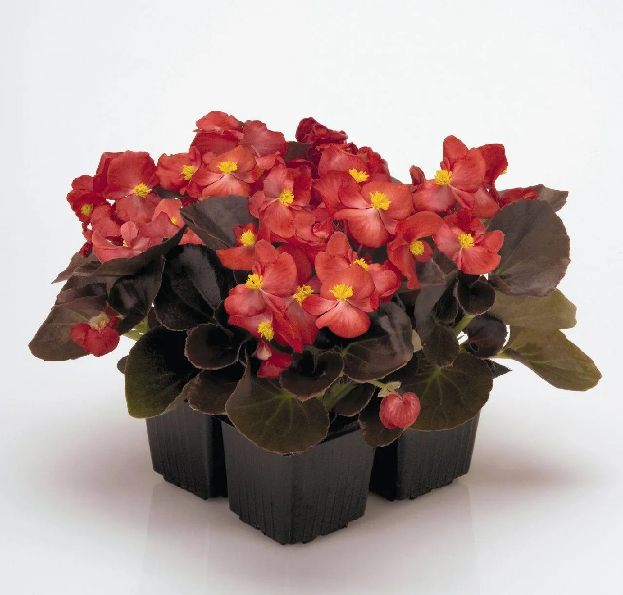 Begonia Semperflorens Nightlife Red Flower Seeds