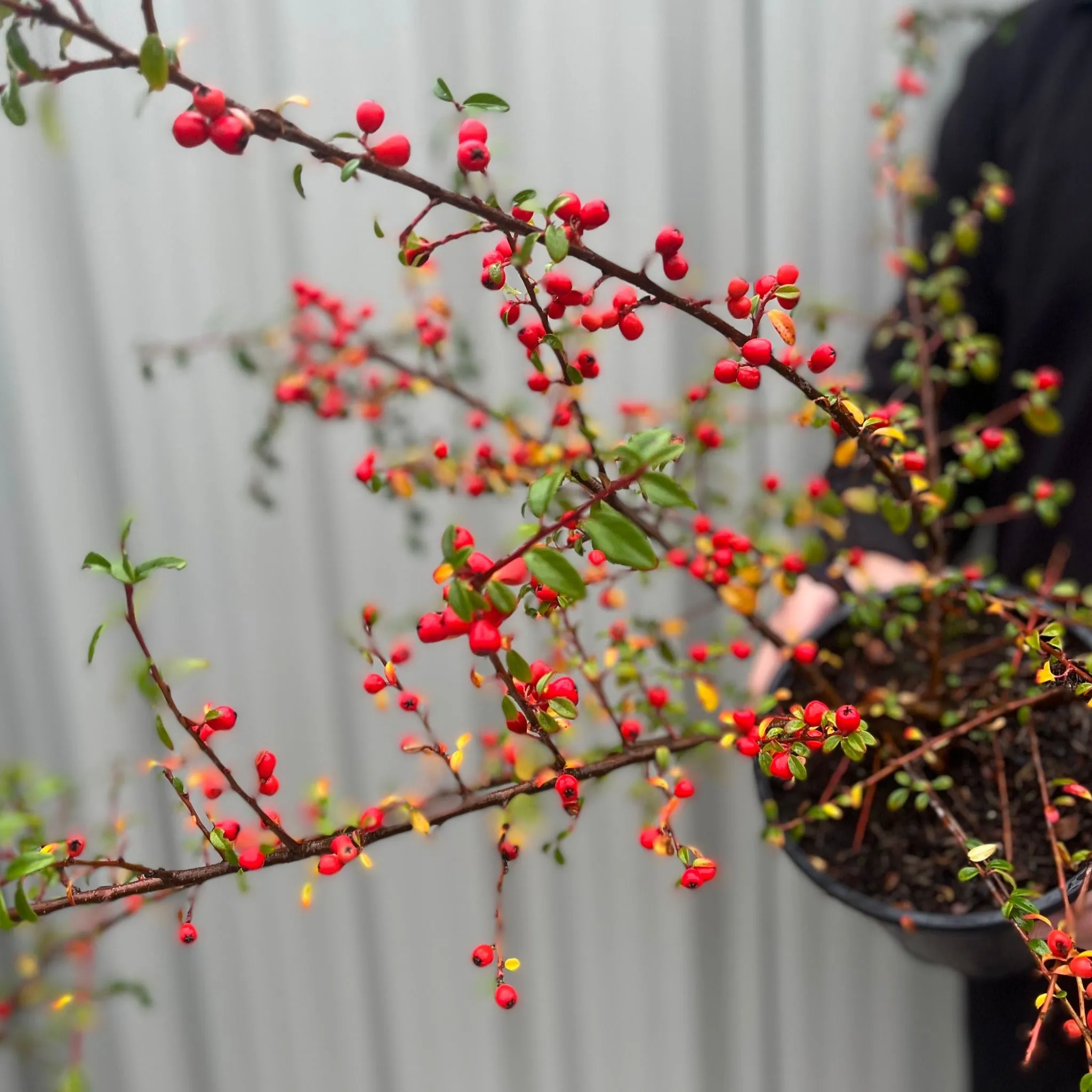 Cotoneaster x suecicus 'Coral Beauty'