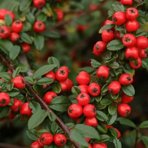 Cotoneaster x suecicus 'Coral Beauty'