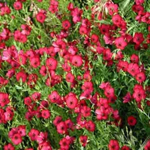 Red Flax