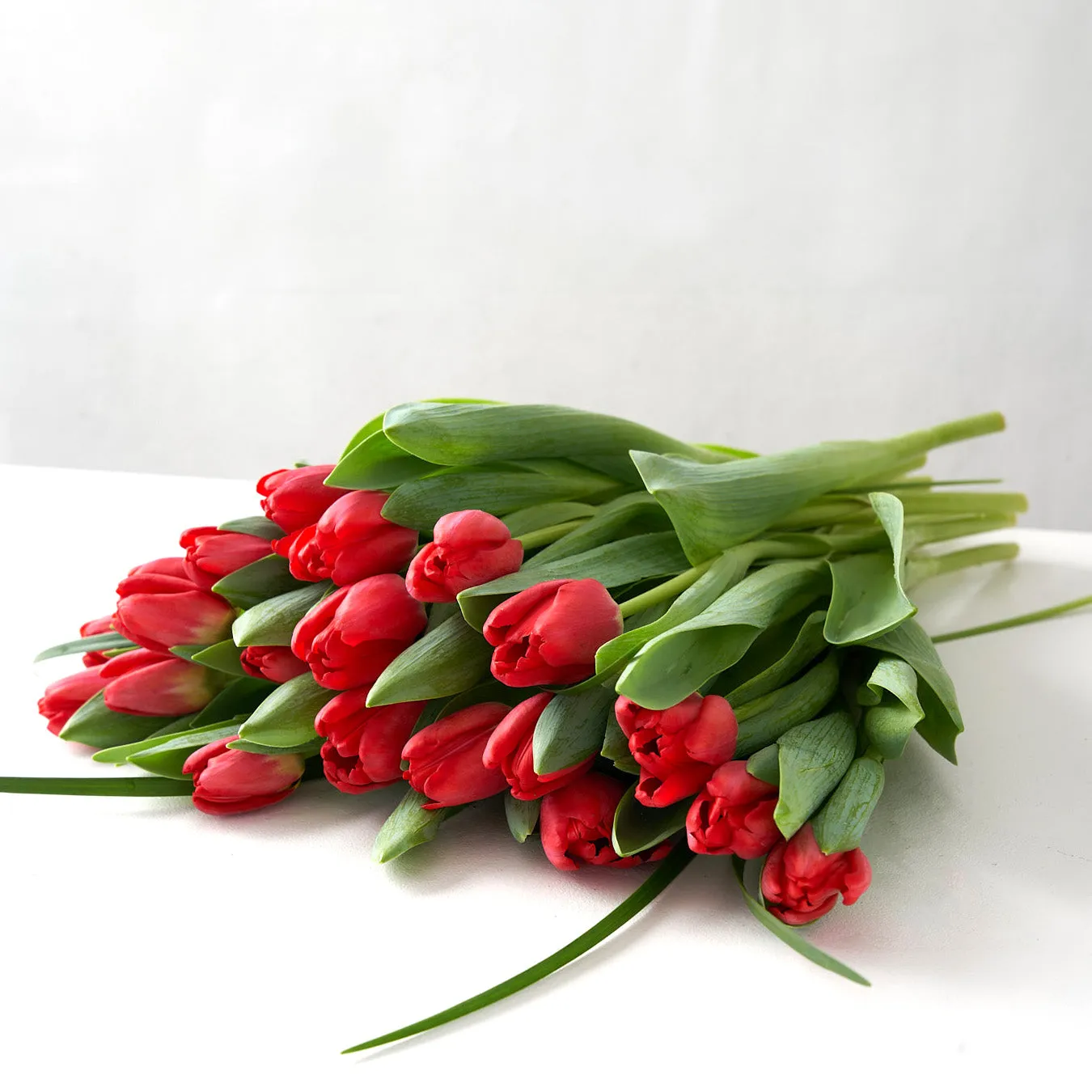 Redfern (Red Tulips)