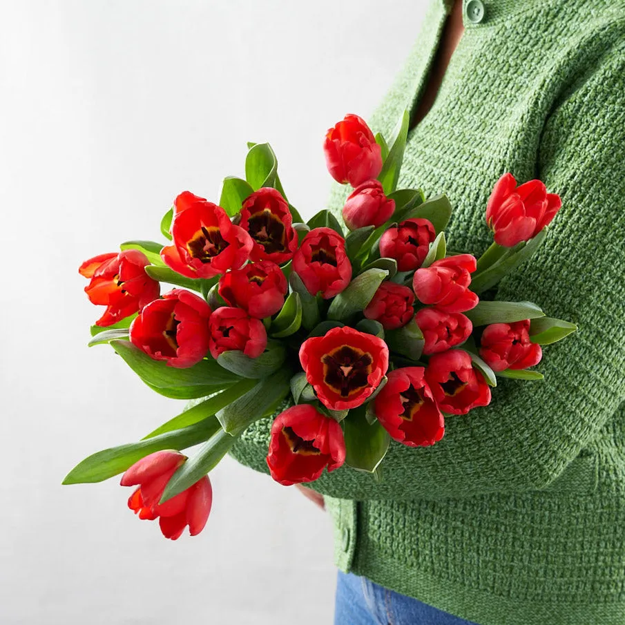 Redfern (Red Tulips)